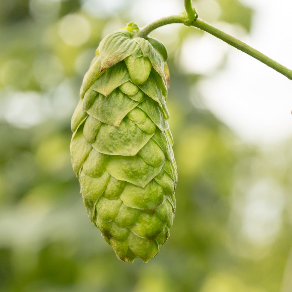 Whitbread Golding Variety