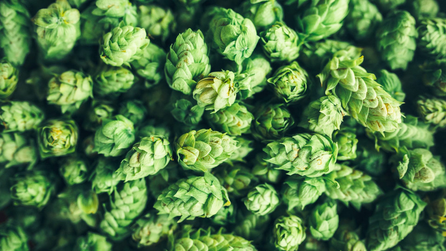 A pile of English Hops used as background