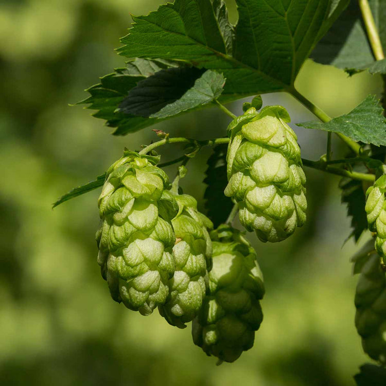 English Hops - High Quality Hop Pellets and Fresh British Hops