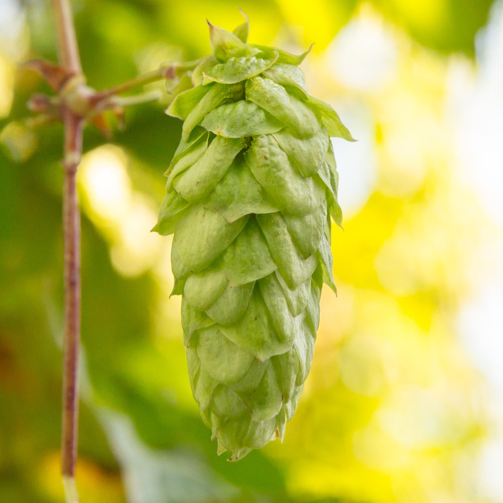 English Hops - High Quality Hop Pellets and Fresh British Hops